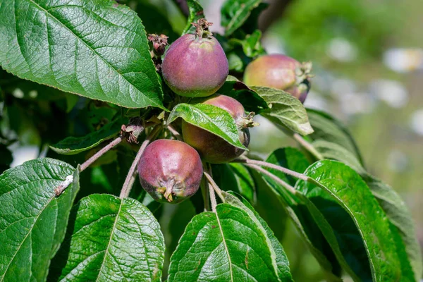 Aktif büyüme döneminde bir dalda olgunlaşmamış elmalar. Elmaların yeşil meyveleri.