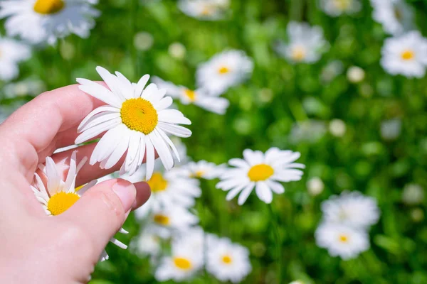 Papatya çiçekleri bir kadının elinde toplanır. Gün ışığında çiçek açan tıbbi papatyalarla güzel bir sahne. Alternatif tıp İlkbahar papatya çayı