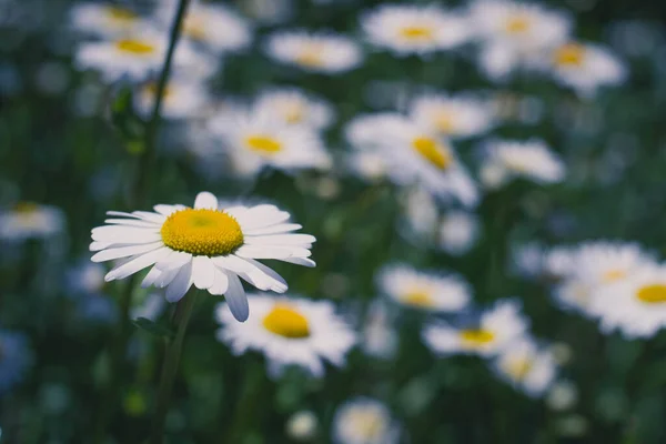 Papatya çiçeği tarlası kapanıyor. Gün ışığında çiçek açan bir papatya çiçeğiyle güzel bir doğa sahnesi. Alternatif tıp Bahar Papatyası. Güzel çayır. Yaz arkaplanı.