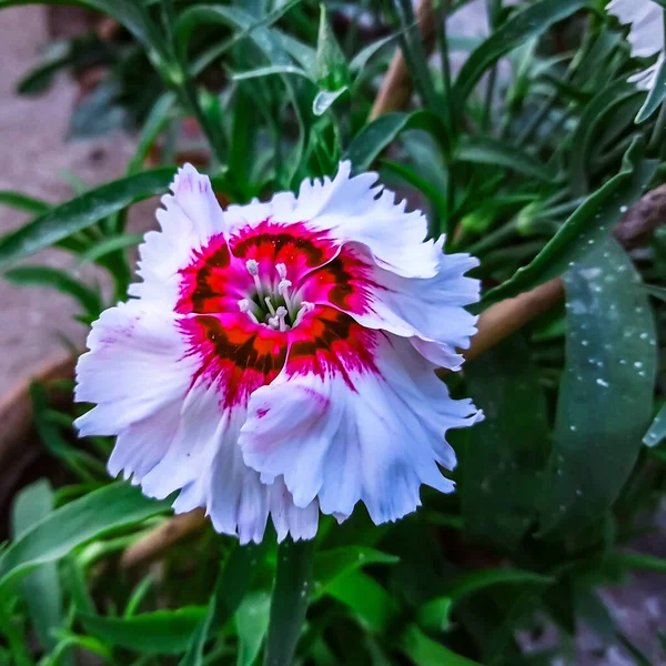 Bílý Dianthus Plumerius Květina Domácípěstované Claypot Organické — Stock fotografie