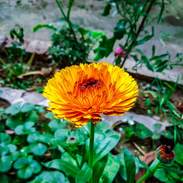 Bright Yellow Calendula Virág Hazai Kertben Teljesen Organikus Termesztett Nyugat — Stock Fotó