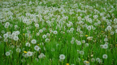 Çiçek karahindiba. Güzellik doğa arka plan.