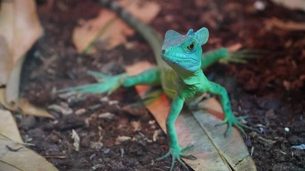 Kameleon Kijowie Zoo Reptile — Zdjęcie stockowe