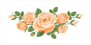 Fildişi güllerin çelengi. Vektör illüstrasyon, kartpostallar için dekorasyon, düğün davetiyeleri. Yaprak ve gövdeli pembe, krema ve fildişi güller, yatay kompozisyon. Tekstil için yumuşak pembe renk