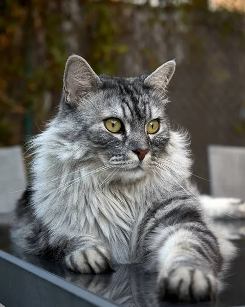 Grey furry cat with amber eyes portrait in a garden