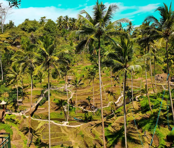 Маленькі Пагорби Довгі Кокосові Дерева Сільської Сторони Балі Убуд Балі — стокове фото