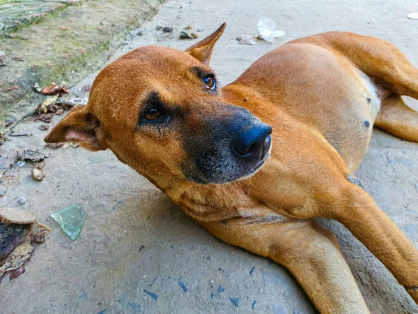 Grown brown asian street dog lying on the street and looking. Asian street dogs