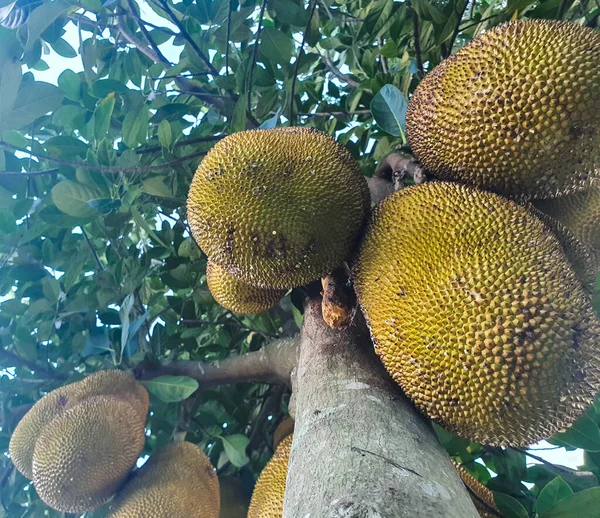 Raw ripe big south asian Jack fruits hanging from the tree during the summer. National fruit of Bangladesh