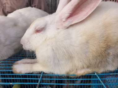 Büyümüş beyaz tavşan / tavşan gözleri kapalı uyur, evcil hayvan olarak satmak için Güney Asya 'daki bir hayvan pazarına getirilir. Beyaz tavşancık