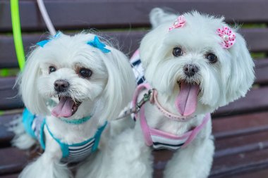 Neredeyse keskin bir fotoğraf. İki Maltalı süs köpeği yaklaşıyor..