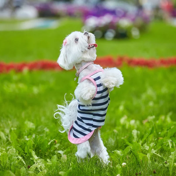 几乎锐利的照片 在公园的草地上拍摄的一只马耳他猎犬的照片 — 图库照片
