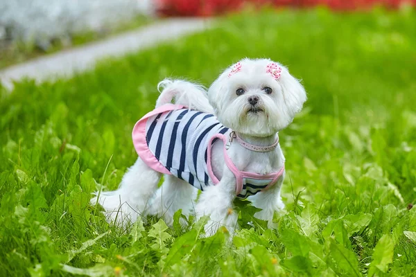 Nästan Skarpt Foto Fotografering Maltesisk Knähund Parken Gräset — Stockfoto