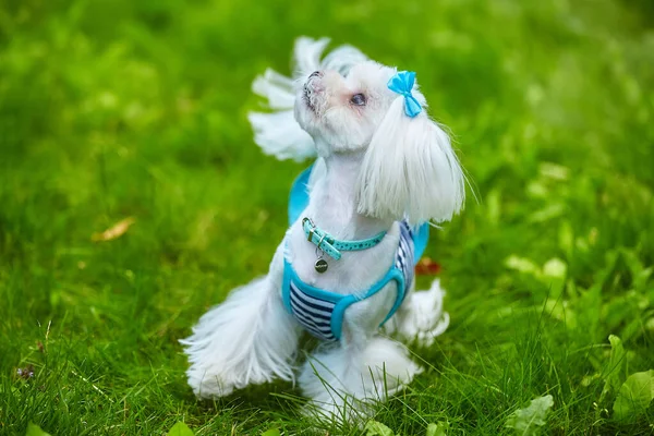 Nästan Skarpt Foto Fotografering Maltesisk Knähund Parken Gräset — Stockfoto