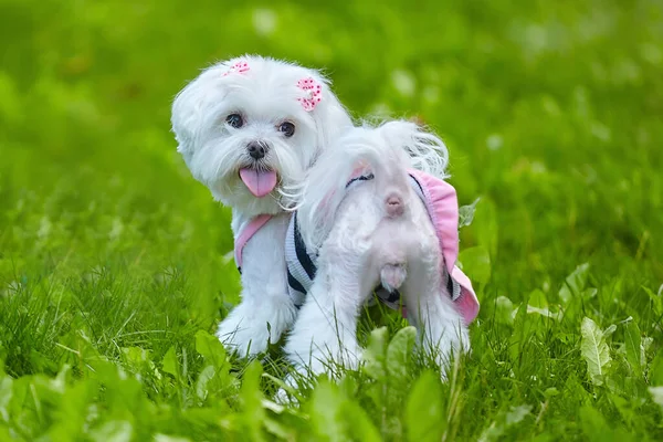 Maltese Lapdog Park Shows Ass Stuck Out His Tongue — Stockfoto