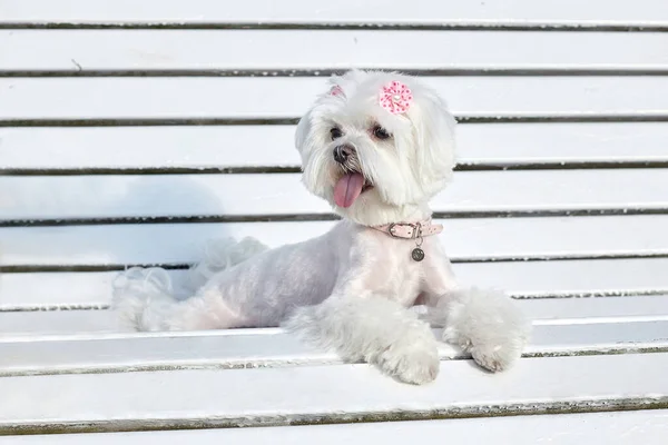 Nästan Skarpt Foto Fotografering Den Maltesiska Lapdog Parken Vit Bänk — Stockfoto