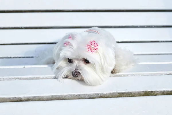 Nästan Skarpt Foto Fotografering Den Maltesiska Lapdog Parken Vit Bänk — Stockfoto