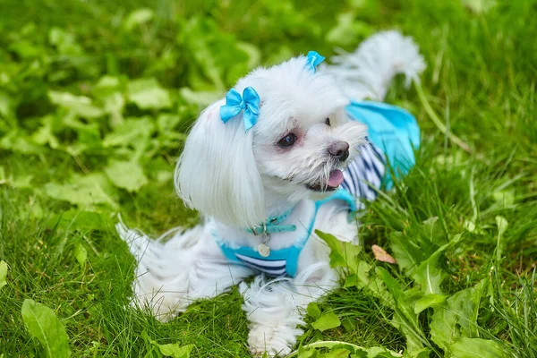 Nästan Skarpt Foto Fotografering Maltesisk Knähund Parken Gräset — Stockfoto