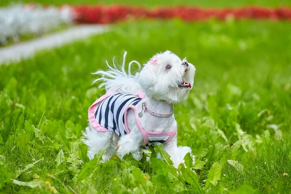 几乎锐利的照片 在公园的草地上拍摄的一只马耳他猎犬的照片 — 图库照片