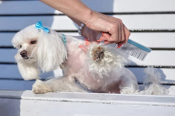 Nästan Skarpt Foto Fotografering Den Maltesiska Lapdog Parken Vit Bänk — Stockfoto