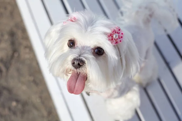 Neredeyse keskin bir fotoğraf. Beyaz bir bankta parktaki Maltalı süs köpeğinin fotoğraf çekimi..