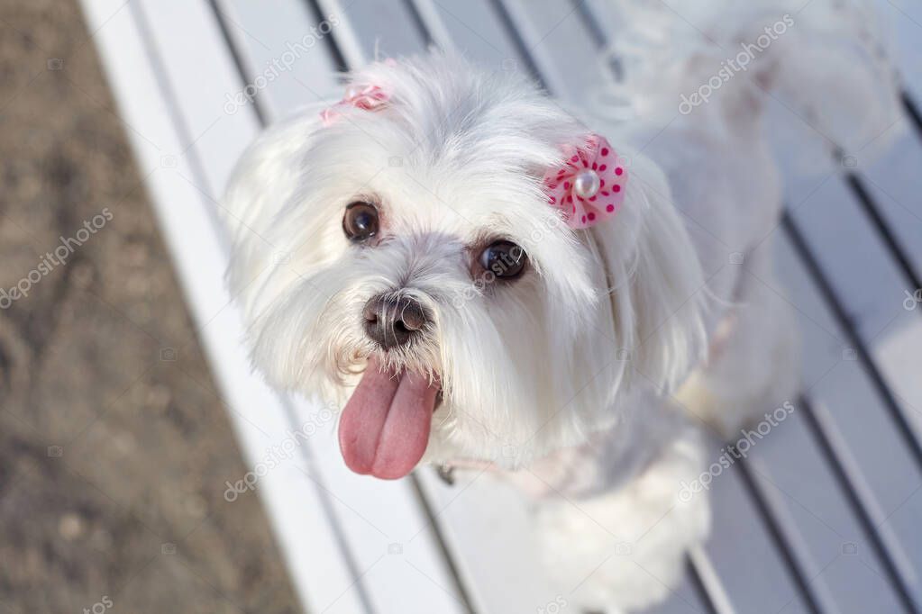 almost sharp photo. photo session of the Maltese lapdog in the park on a white bench.