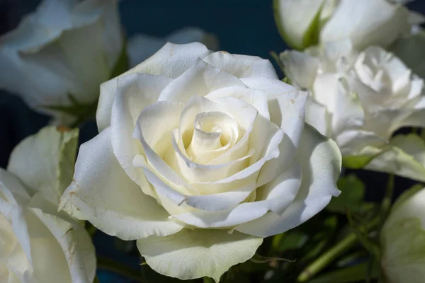 Beyaz gül ve yaz güneşi