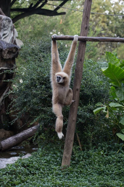 Malá opička, visí na stromě — Stock fotografie