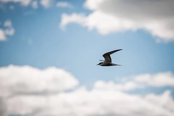 seagull in the sky with clouds. bird in the sky with clouds