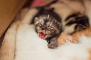 Yeni doğmuş kör bebek kedi annesiyle yatıyor. Gözleri kapalı uyuyan ve esneyen küçük gri kedi yavrusu. Güvende hissediyorum..
