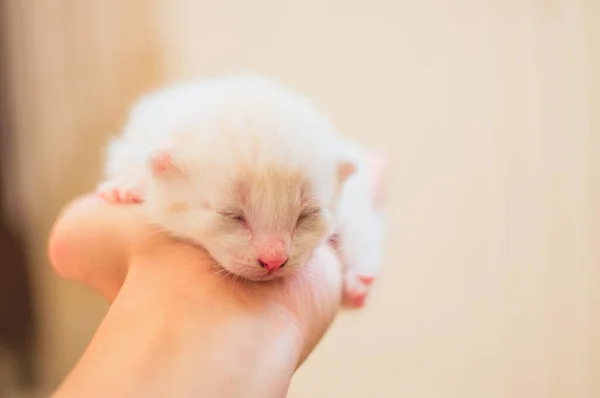 Bebé Recién Nacido Gato Mano Mano Sosteniendo Pequeño Gatito Bebé — Foto de Stock