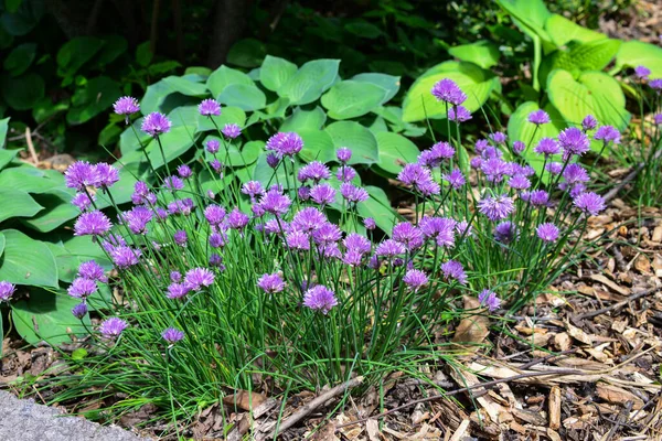 Allium Hollandicum Běžné Názvy Holandský Česnek Nebo Divoká Cibule Slunečný — Stock fotografie