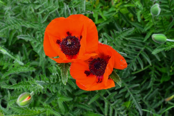 Bloeiende Rode Papavers Een Tuin Het Voorjaar Macro Helder Kleurrijk — Stockfoto