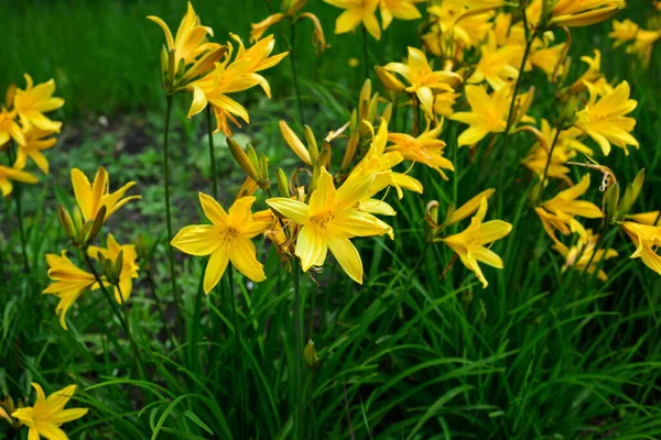 Makro Foto Natur Blühende Blume Lilium Hintergrund Textur Blühenden Gelben — Stockfoto