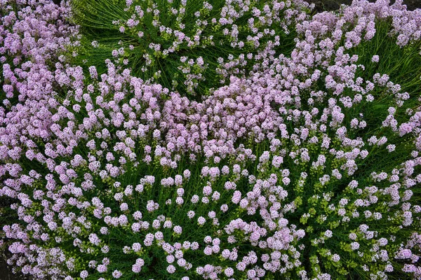 Textuur Van Lente Tuin Kleine Paarse Roze Bloemen Veld Bloemen — Stockfoto