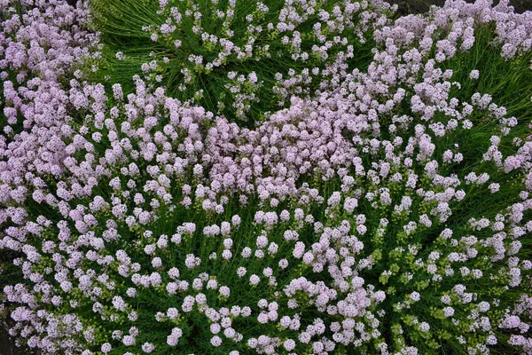 春の庭の質感小さな紫とピンクの花のフィールドの花 春の日 — ストック写真