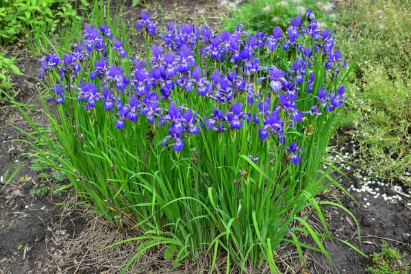 Violet Dan Bunga Iris Biru Close Latar Belakang Kebun Hijau — Stok Foto