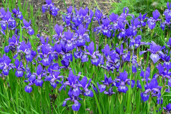 Violet Dan Bunga Iris Biru Close Latar Belakang Kebun Hijau — Stok Foto