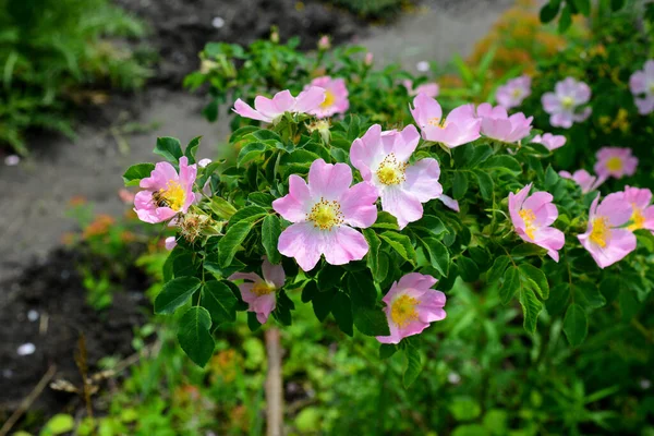 Virágok Kutya Rózsa Csipkebogyó Növekszik Természetben Gyönyörű Tavaszi Nap Kertben — Stock Fotó
