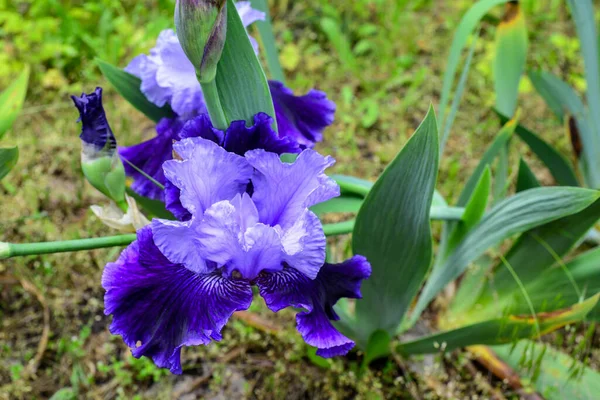 Close Bunga Iris Luar Ruangan Bunga Iris Biru Taman Sunny — Stok Foto