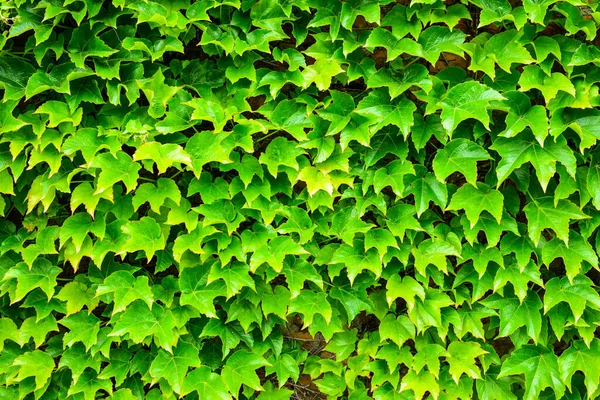 Hojas Verdes Uvas Silvestres Fondo Verde Natural Muro Mágico Trenzado — Foto de Stock