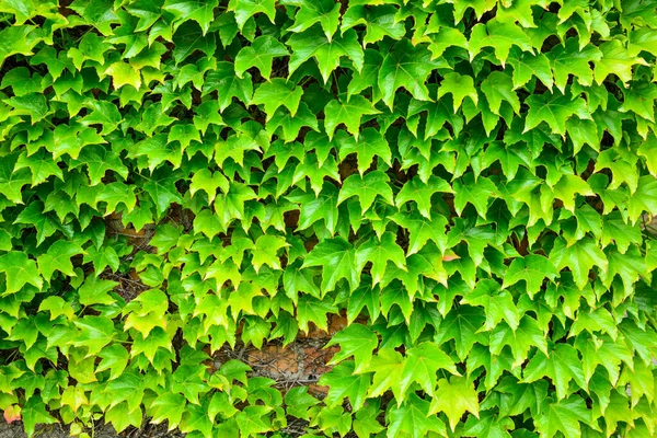Зеленые Листья Дикого Винограда Естественный Зеленый Фон Волшебная Стена Виноградом — стоковое фото