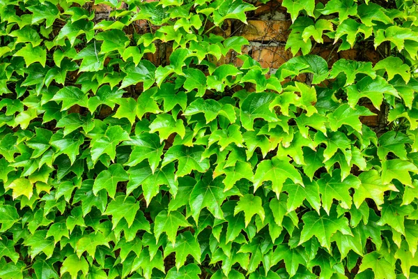 Folhas Verdes Uvas Selvagens Fundo Verde Natural Parede Mágica Trançada — Fotografia de Stock