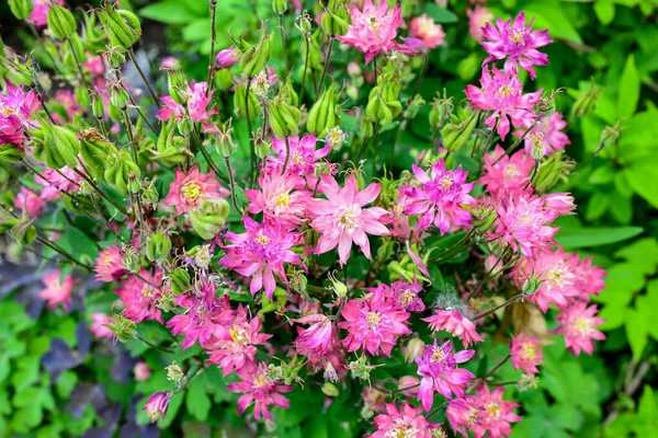 Een Close Van Mooie Roze Paarse Gele Bloemen Lente Groene — Stockfoto