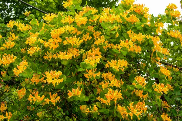 Hiedra Con Hermosas Flores Amarillas Una Planta Ornamental Cerca Eso — Foto de Stock