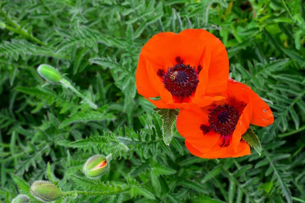 花园里盛开的红罂粟 明亮多彩的艺术形象 — 图库照片