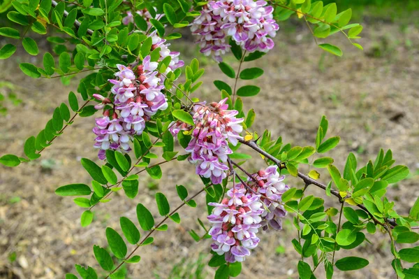 Belles Couleurs Violettes Vibrantes Fleur Acacia Dans Jardin Botanique Printemps — Photo