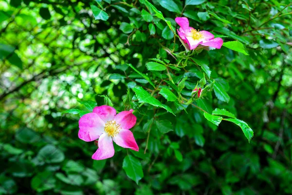 Flores Rosa Perro Rosa Mosqueta Creciendo Naturaleza Hermoso Día Primavera — Foto de Stock