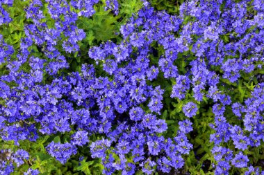 Yaz bahçesinde mavi çiçekler. Sıcak, güneşli bir gün. Yakın plan..