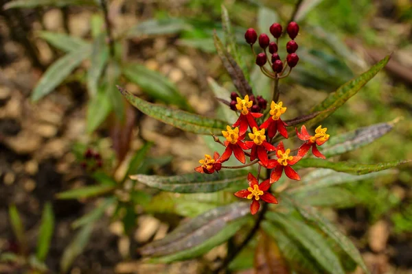 Día Soleado Brillante Mayo Con Una Hermosa Flor Rojo Amarillo — Foto de Stock