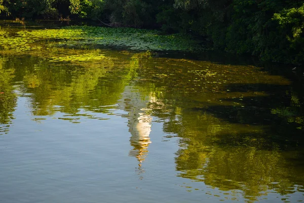 Verano Naturaleza Río Paisaje Hierba Del Río Vista Verano Escena —  Fotos de Stock